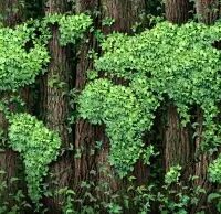 Nasce la Foresta Bayer Italia per celebrare la Giornata mondiale della Terra