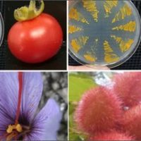 Da ENEA nuovo metodo per produrre molecole da pomodoro e lievito contro le maculopatie