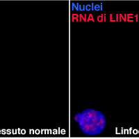 Il “DNA spazzatura” è in grado di attivare la risposta immunitaria dei linfociti T
