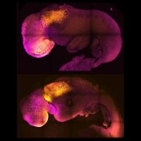 A Cambridge ottenuto un embrione “sintetico” con cervello e cuore pulsante cresciuto da cellule staminali