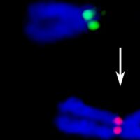 Scoperti nuovi meccanismi molecolari di evoluzione dei cromosomi