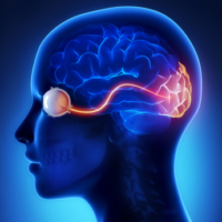 Dagli occhi al cervello: l’elaborazione delle informazioni visive dei simboli direzionali per la comprensione e la riabilitazione dei disturbi visivi nelle malattie cerebrali