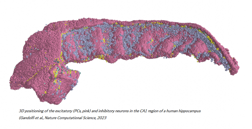 Creato il primo modello 3D della rete neurale dell’ippocampo umano